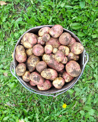 Fresh potatoes in the old metal bucket