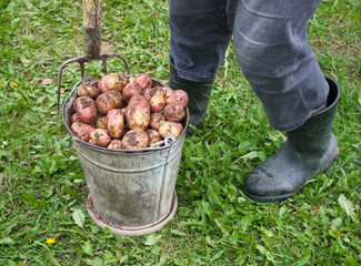 Fresh raw potatoes in old bucket