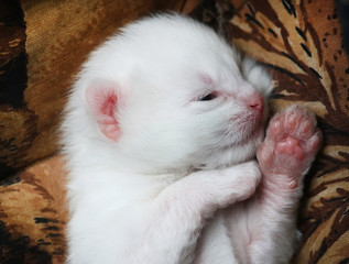 White kitten