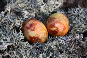 Colored Easter eggs on the moss. Vintage toning.