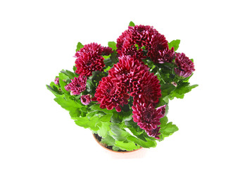 Bouquet of Chrysanthemums Isolated