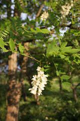 White acacia tree