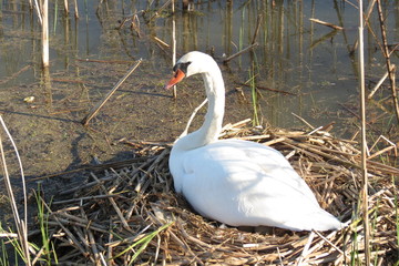 Cygne dans son nid couvant ses oeufs
