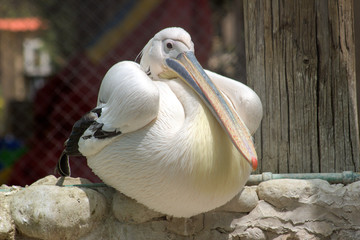 Pelican at the zoo.