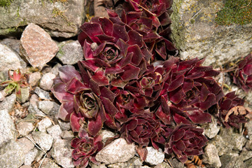 Hauswurz - Sempervivum