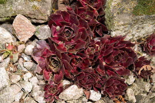 Hauswurz - Sempervivum