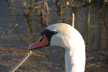 Fototapeta premium Tête de cygne