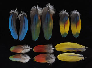 Beauty of nature. Macaw feathers.