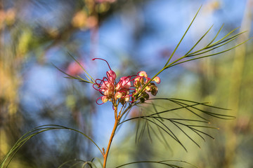 Grevillea flower in the sun
