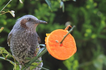 Brown-eared Bulbul (Hypsipetes amaurotis) in Japan