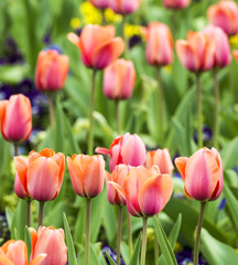 Fototapeta premium beautiful blooming red and pink tulips