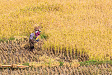 Thai farmer and paddy field in Mae Hong Son province, Thailand