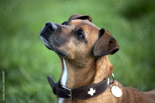 &quot;Hund Bettelt&quot; Stockfotos und lizenzfreie Bilder auf Bild
