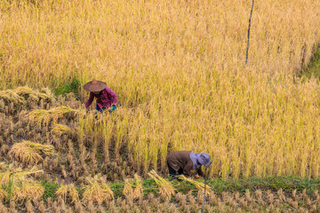 Thai farmer and paddy field in Mae Hong Son province, Thailand