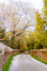 Japanese spring scenery / bamboo grove