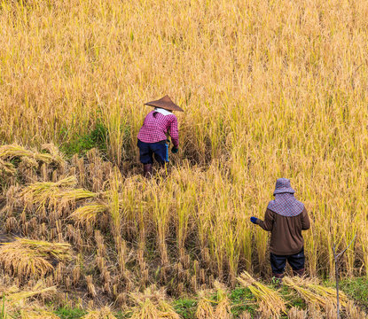Thai farmer and paddy field in Mae Hong Son province, Thailand