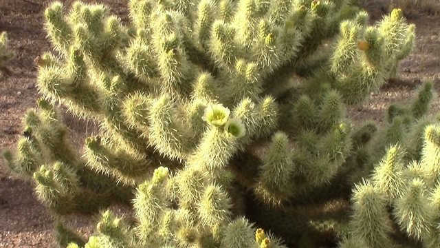 Zoom out of a cholla cactus (Cylindropuntia Bigelovii)  in bloom