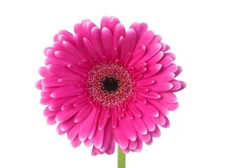 Peel and stick wall murals Gerbera Pink and white gerbera macro