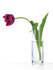 Lonely sad purple tulip in vase
