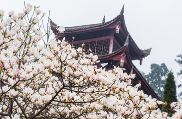 Fototapeta premium magnolia with temple