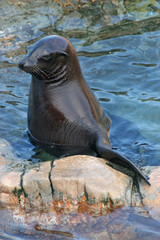 Seal