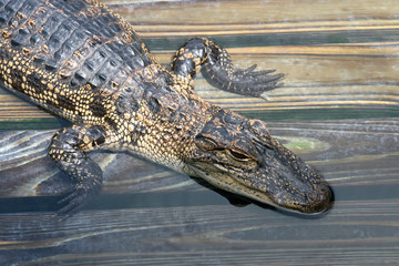 Alligator