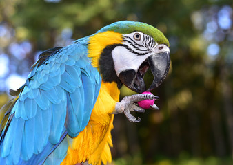 Blue and Gold Macaw