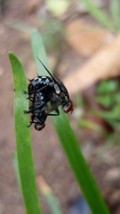flies mating on coarse leaf