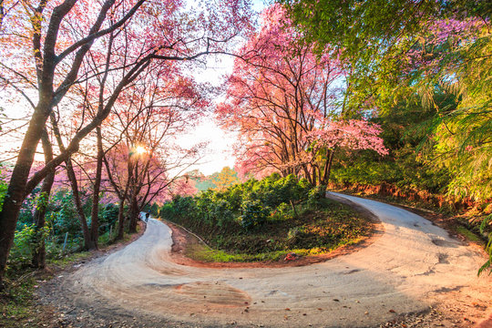 Cherry Blossom or Sakura with curved road in Chiangmai, Thailand
