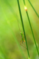 grasshopper in a green field