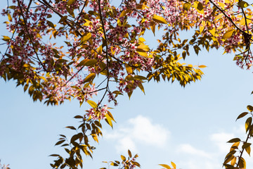 blooming pink flower of Wild Himalayan Cherry
