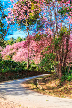 Cherry Blossom or Sakura with curved road in Chiangmai, Thailand