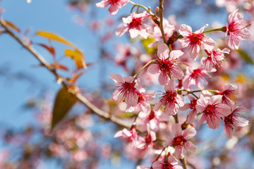 blooming pink flower of Wild Himalayan Cherry