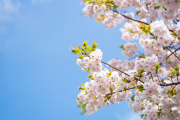 一葉 （イチヨウサクラ）