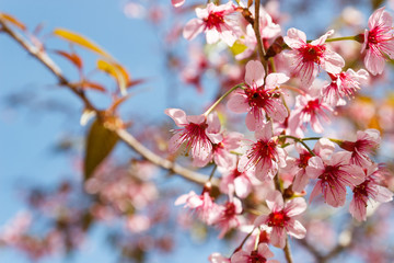 blooming pink flower of Wild Himalayan Cherry