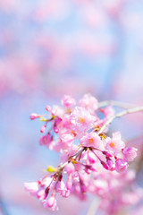 Obraz premium 八重紅枝垂 （ヤエベニシダレ）