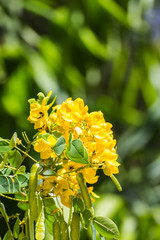 Senna siamea Flower