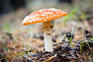 Fly agaric mushroom