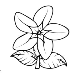Wild Flower Drawing