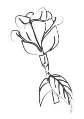 Retro Rose Sketching