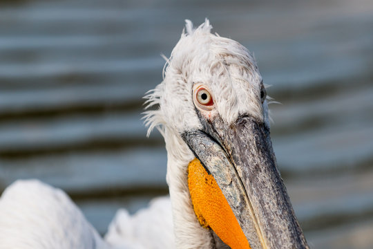 Dalmatian Pelican