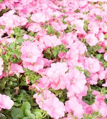 Pink Petunias in the great greenhouse