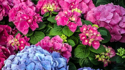 pink and cyan hortensia in greenhouse