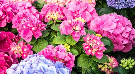 big pink and cyan hortensia in greenhouse