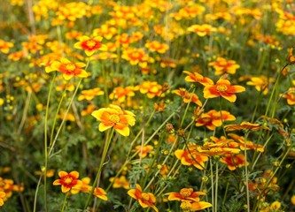field of flowers called Bidens Ricadente in spring