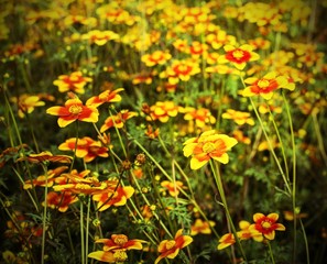 great field of flowers called Bidens in spring