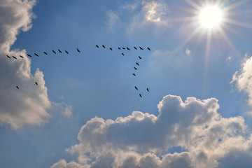 Zugvögel mit Sonne