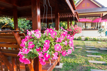Fototapeta na wymiar pink petunia pot hanging on the pavilion eaves