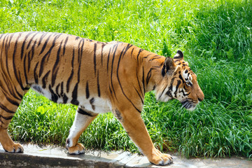 walking tiger