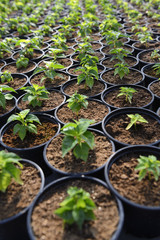 Plant Saplings in pots